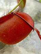 Nepenthes ampullaria 'red' 1